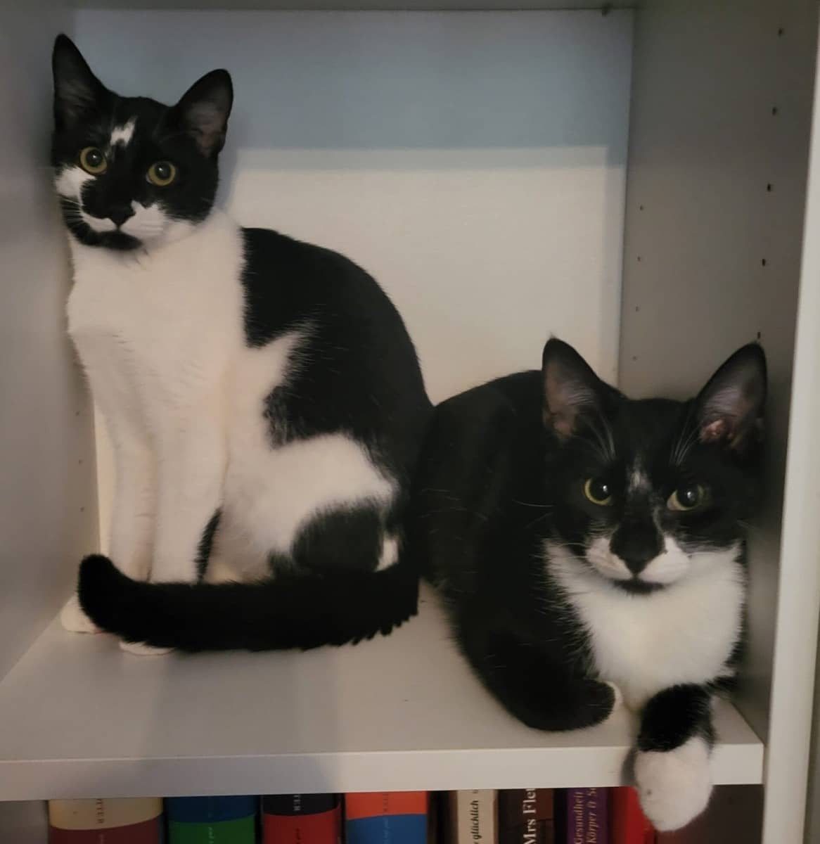 Zwei schwarz-weiße Katzen sitzen nebeneinander in einem weißen Regalfach