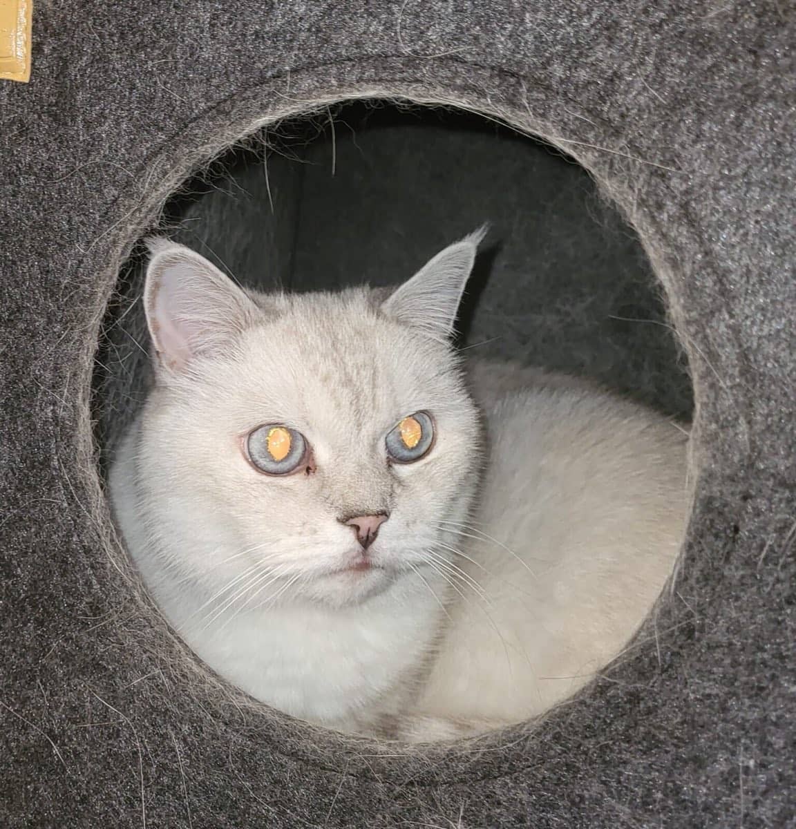 Cremefarbene Britisch-Kurzhaar-Katze schaut aus einer grauen Filzhöhle heraus