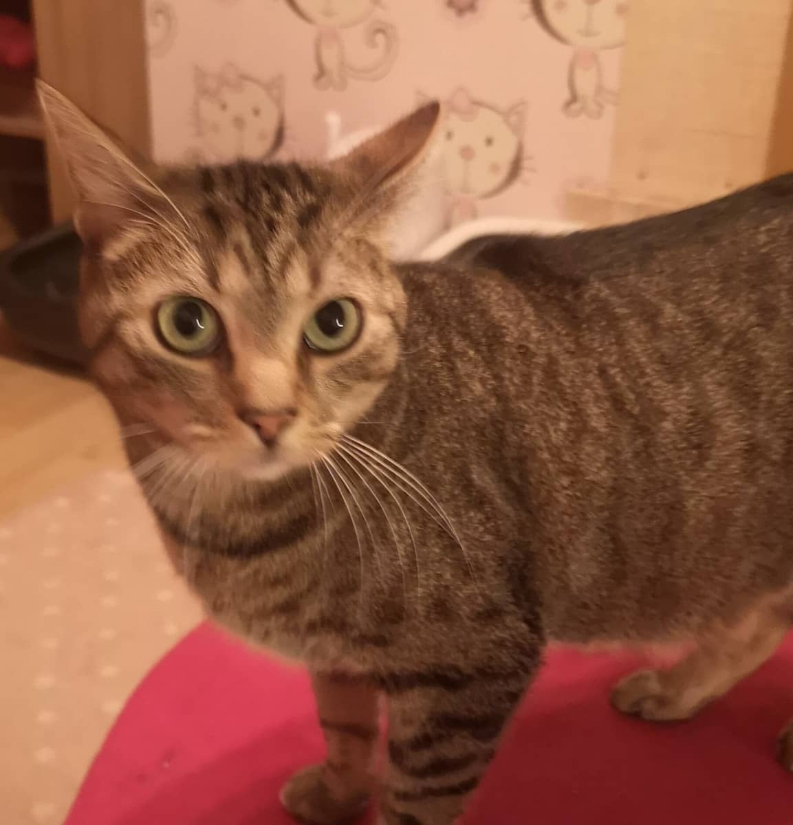 Getigerte Katze steht auf einem roten Teppich und blickt in die Kamera