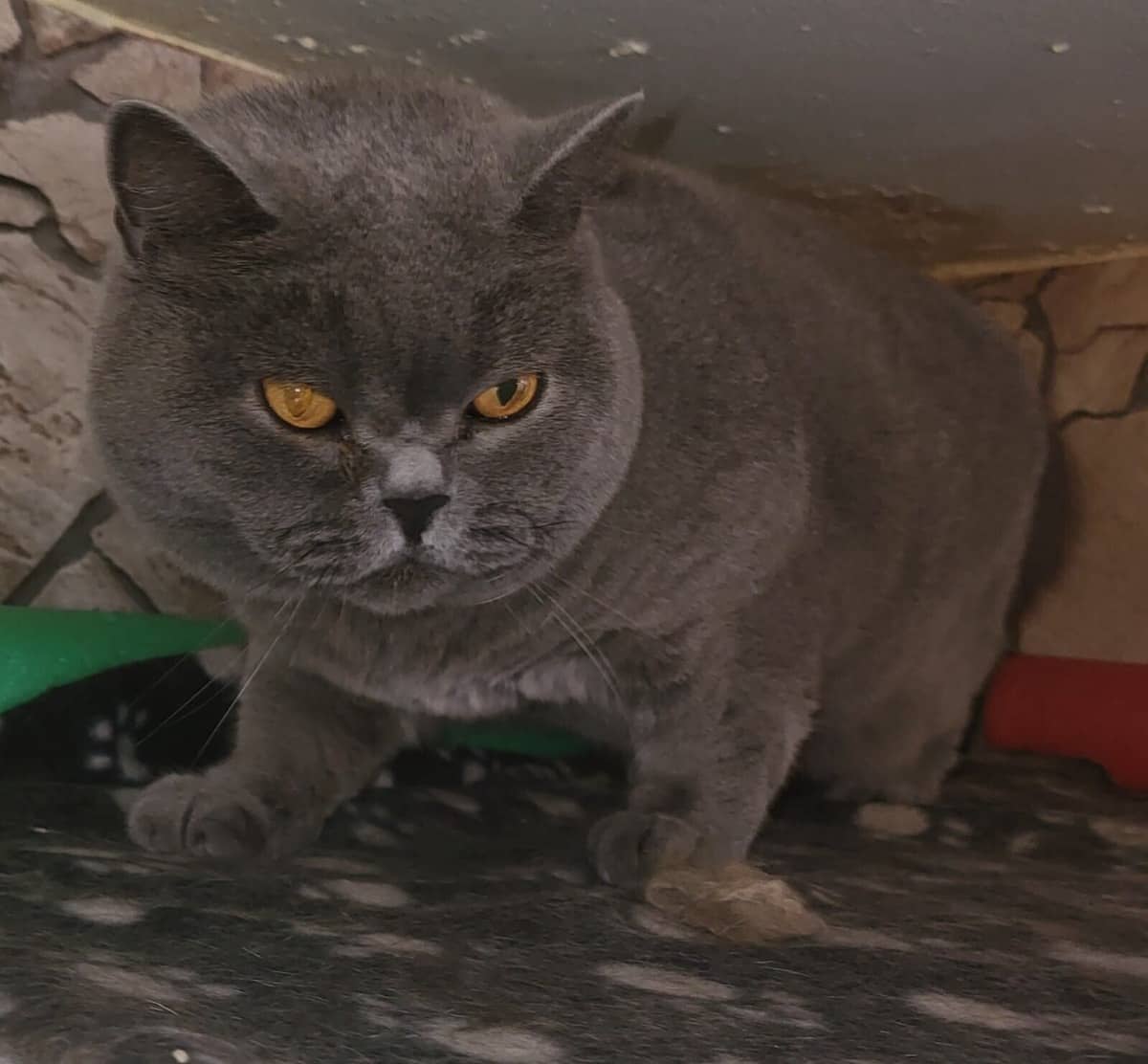 Graue Britisch-Kurzhaar-Katze mit bernsteinfarbenen Augen liegt unter einem Möbelstück