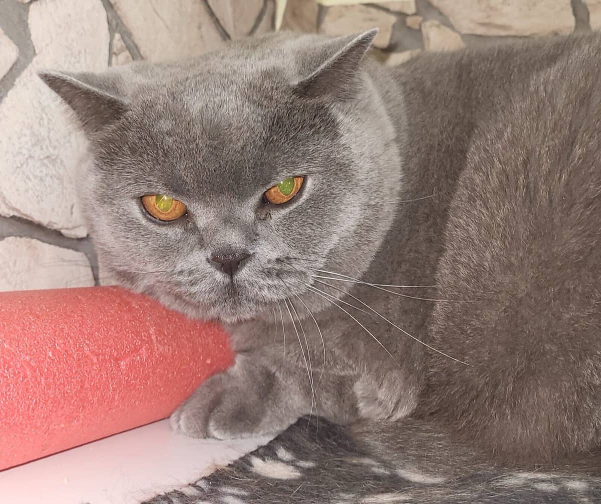 Graue Britisch-Kurzhaar-Katze legt eine Pfote auf ein rosa Kissen