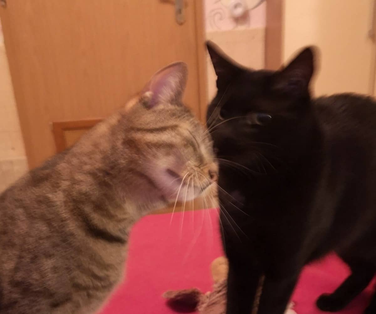 Getigerte und schwarze Katze begrüßen sich Nase an Nase