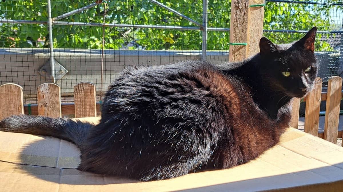 Schwarze Langhaarkatze liegt in der Sonne auf einem Tisch vor einem Zaun
