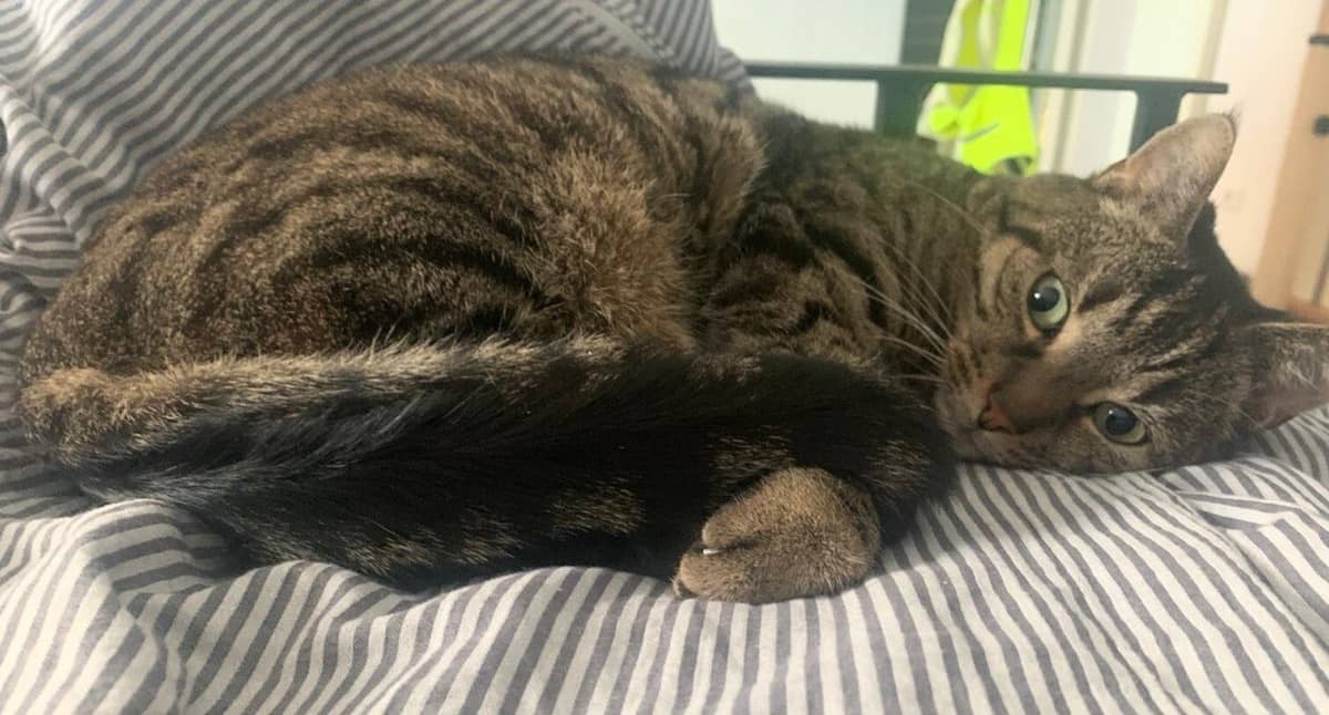 Getigerte Katze liegt zusammengerollt auf einem gestreiften Kissen