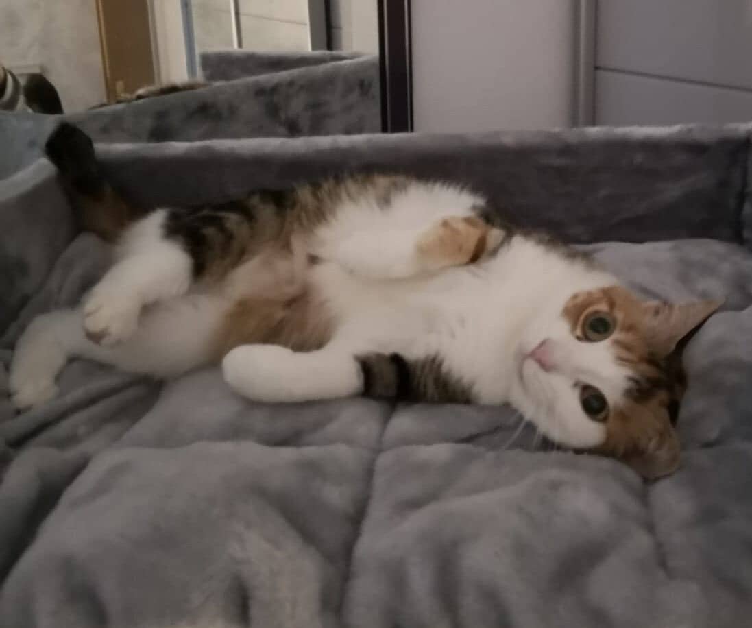 Weiß-braun getigerte Katze liegt entspannt auf dem Rücken in einem Katzenbett