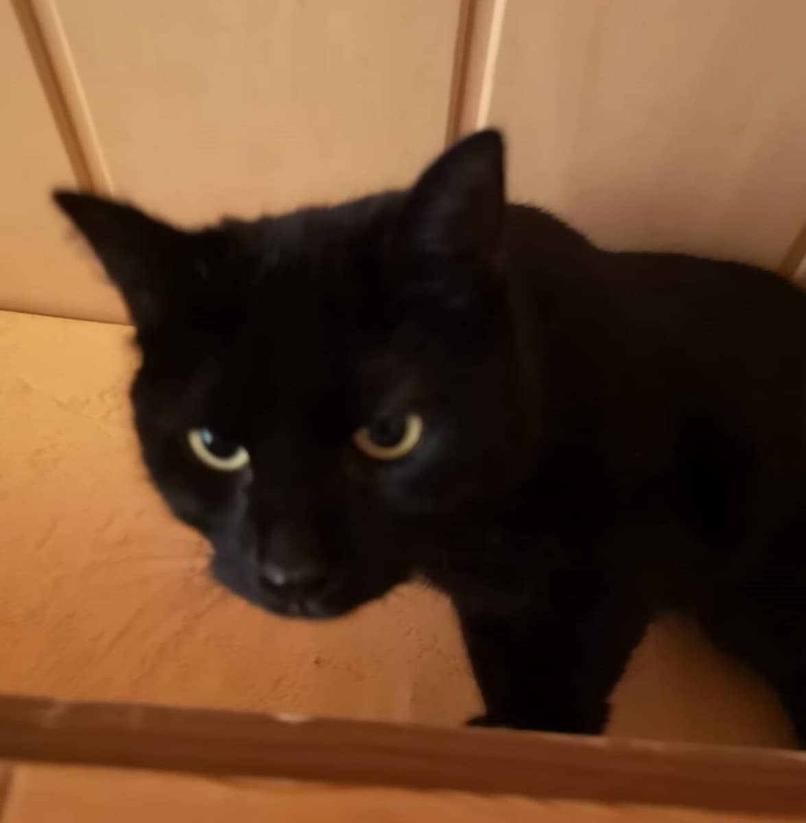 Schwarze Katze schaut aufmerksam nach oben in die Kamera
