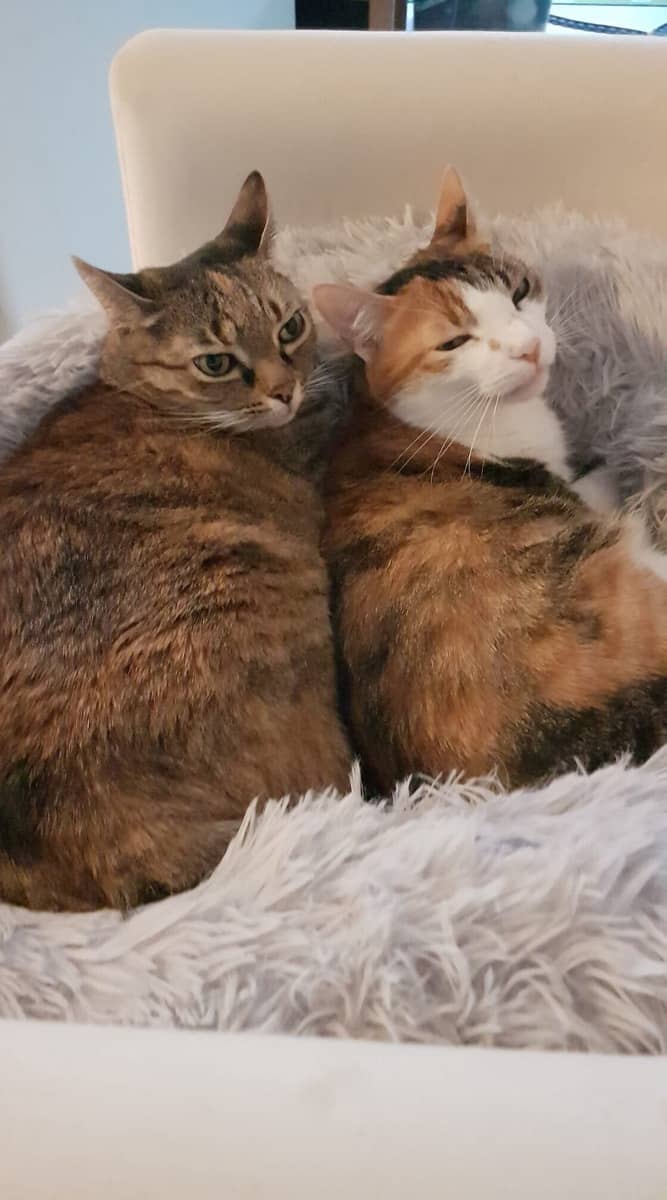 Zwei Katzen liegen dicht aneinandergeschmiegt auf einer flauschigen Decke